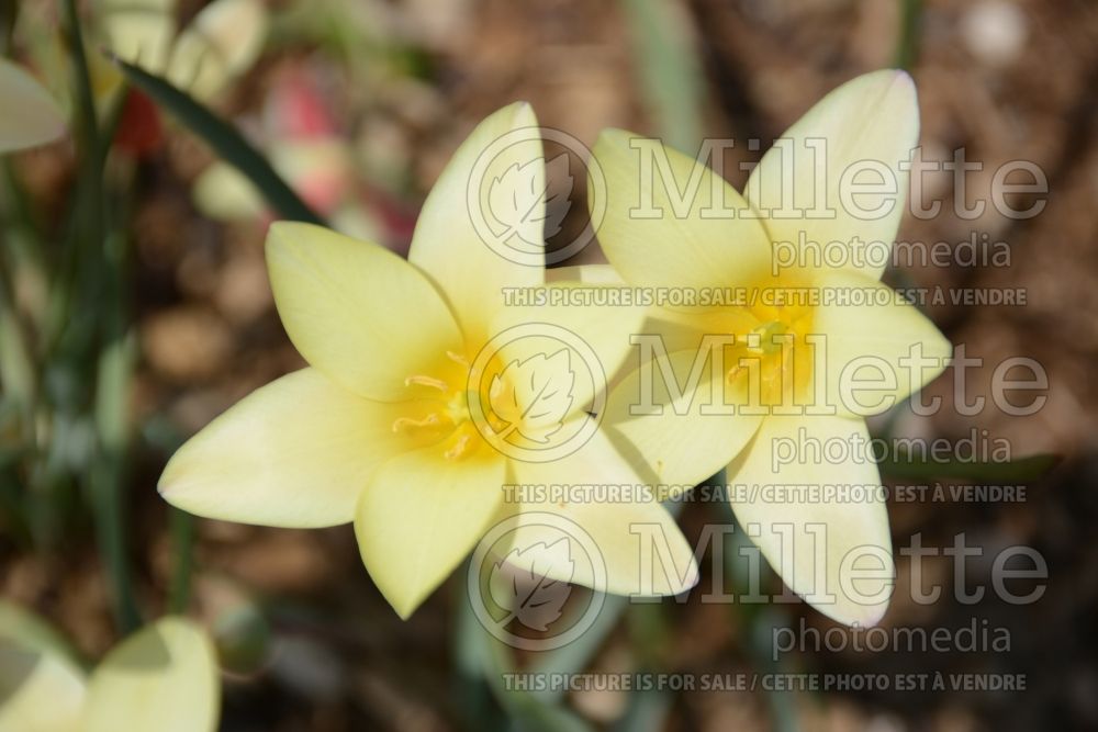 Tulipa clusiana var. stellata (Species Tulip) 2 