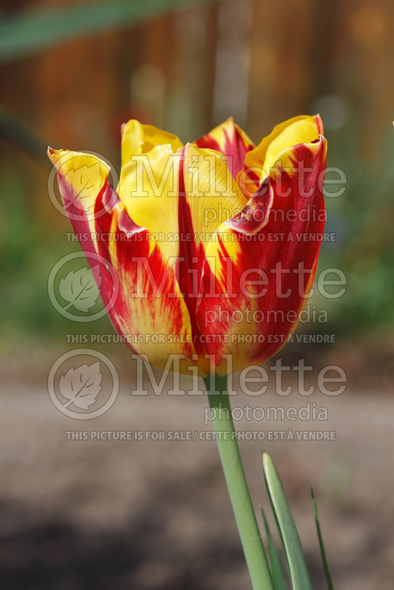 Tulipa Constance (TriumphTulip) 1 