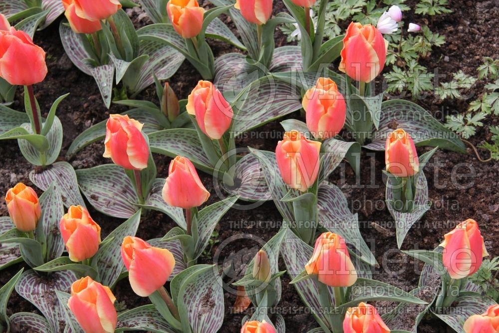 Tulipa Corsage (Tulip) 1