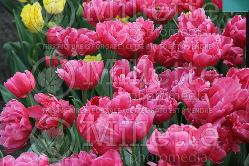 Tulipa Crown Princess Mary (Tulip) 1 