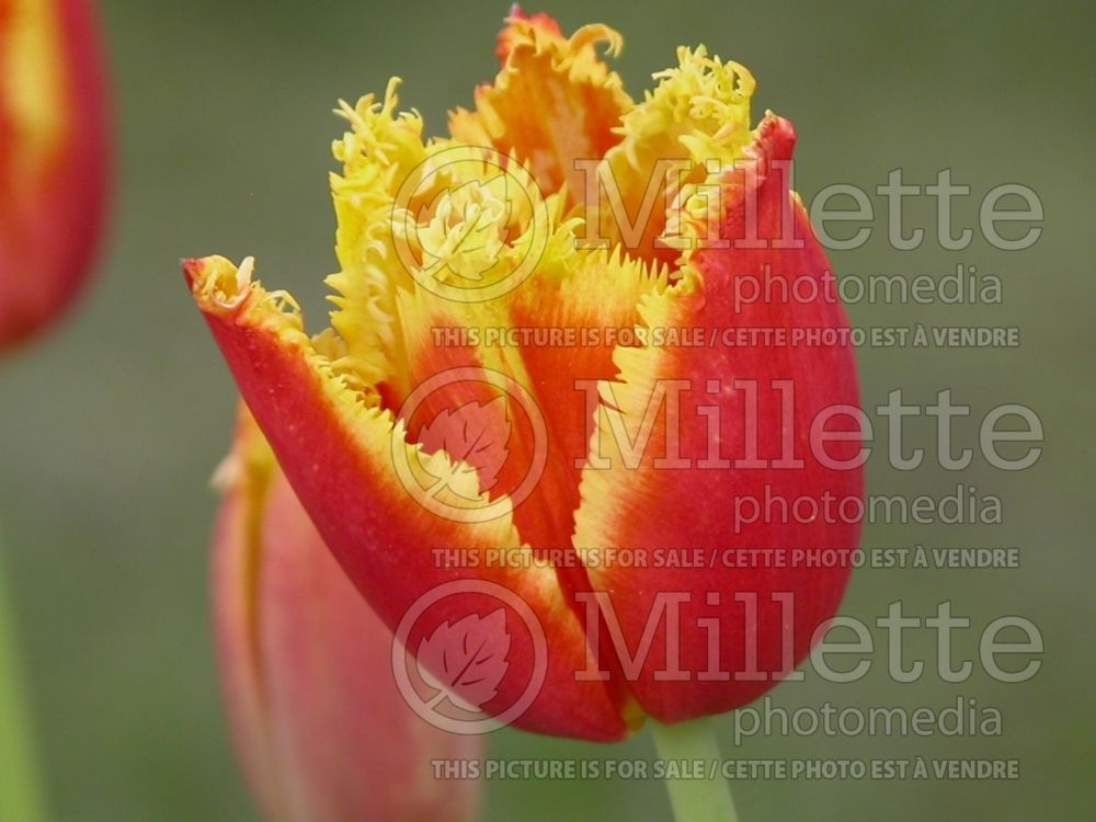 Tulipa Davenport (Tulip) 1 