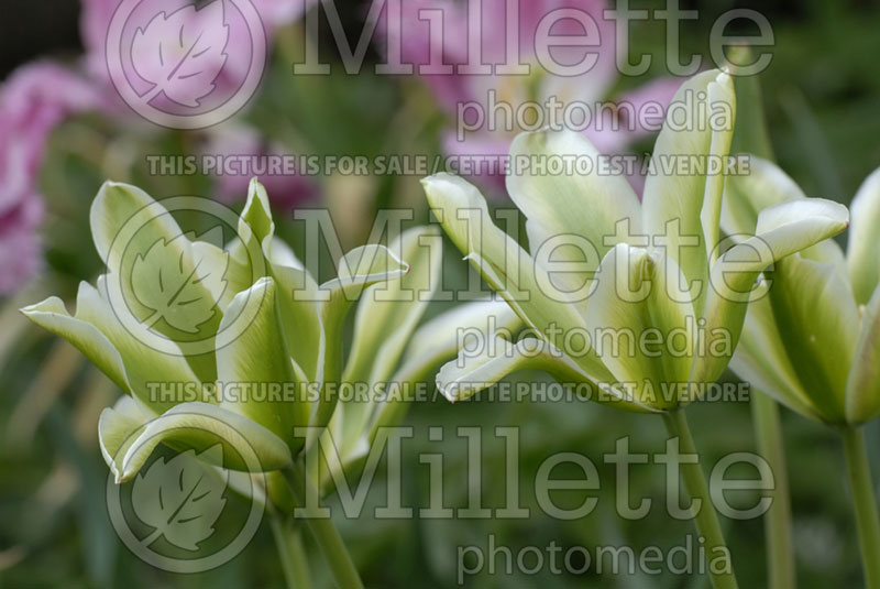 Tulipa Deirdre (Viridiflora Tulip) 1  