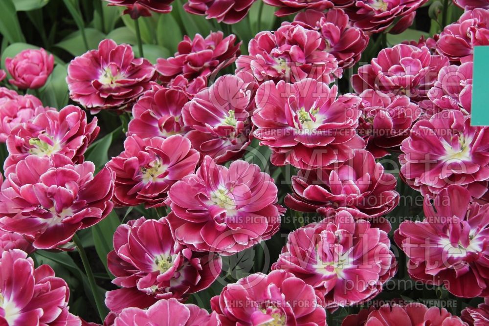 Tulipa Dream Touch (Tulip) 2 