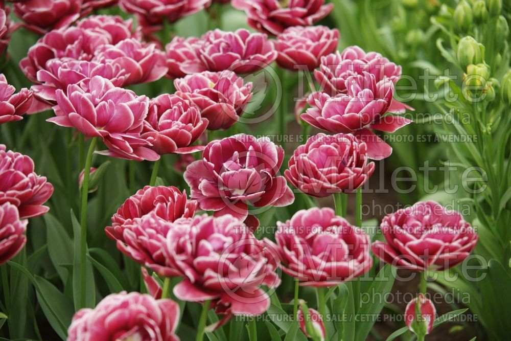 Tulipa Dream Touch (Tulip) 3 