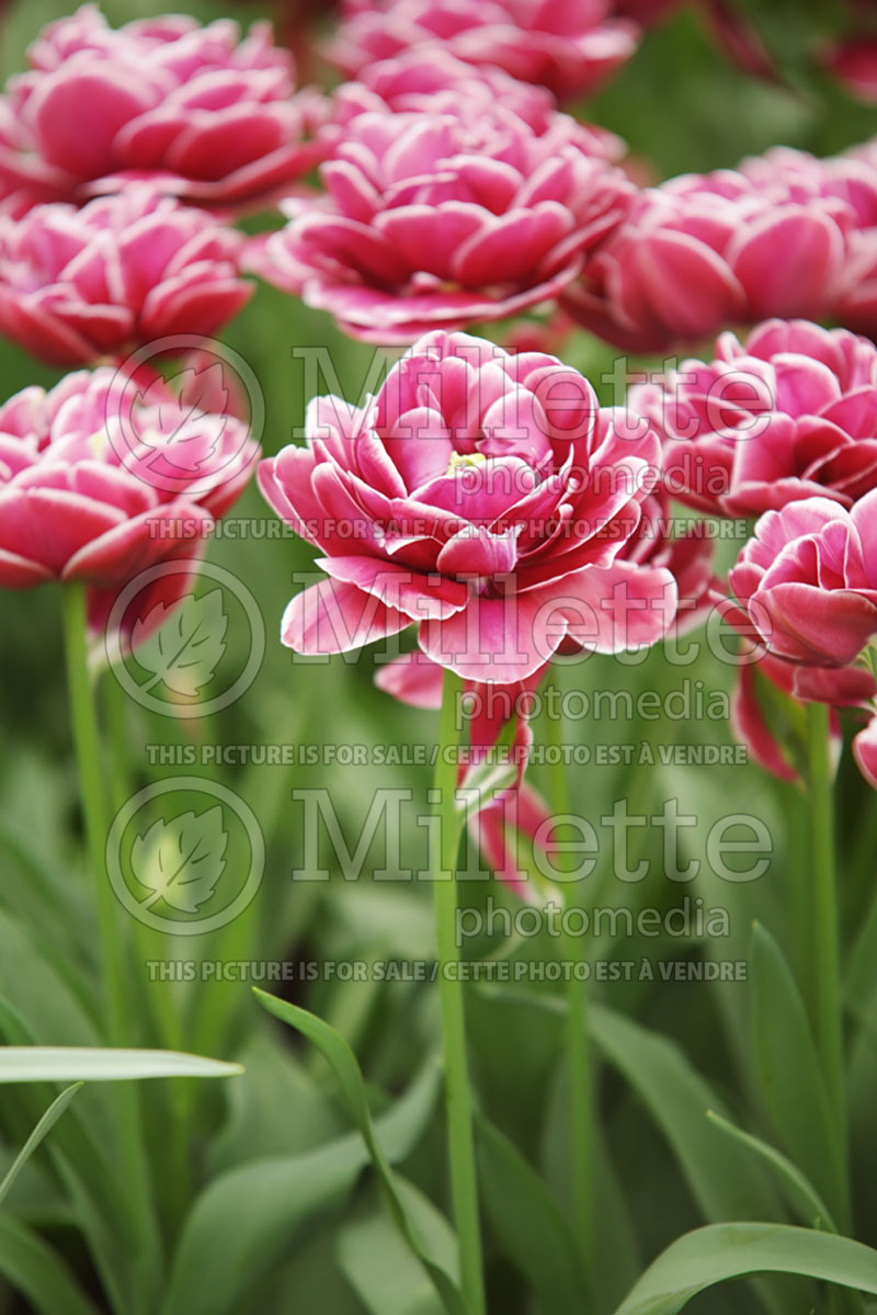 Tulipa Dream Touch (Tulip) 4 