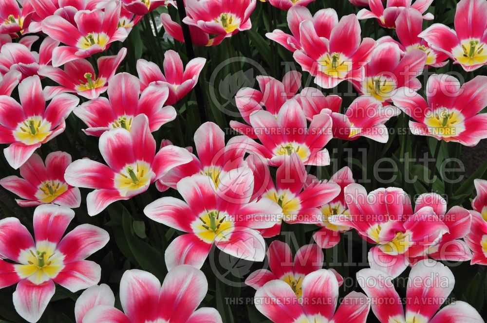 Tulipa Dream World (Tulip) 1