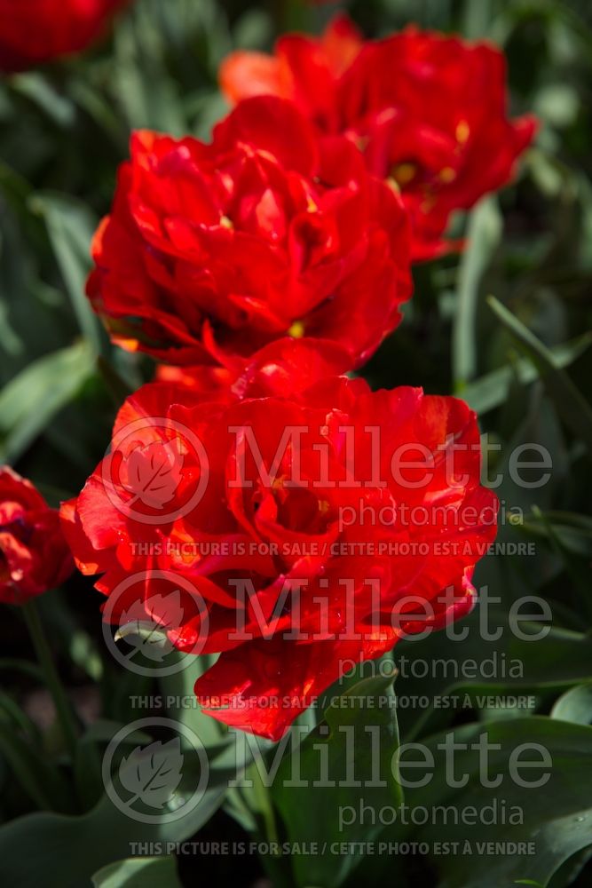 Tulipa Dutch King (Tulip) 1 