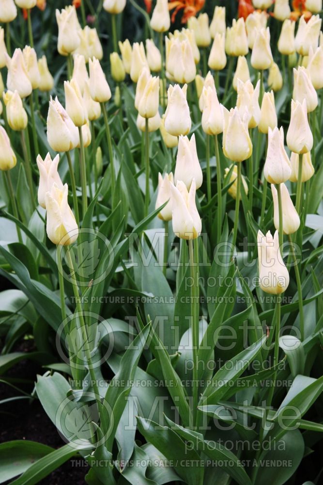 Tulipa Elegant Lady (Lily Flowered Tulip) 1 