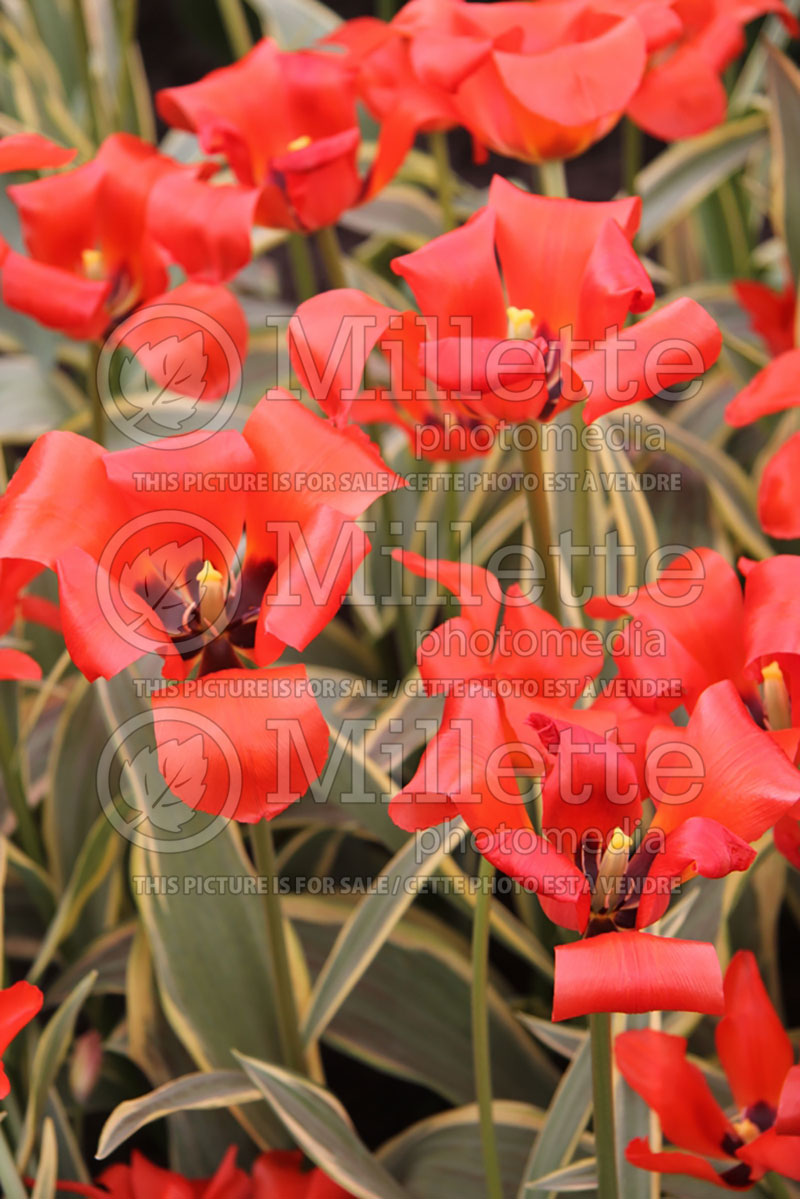 Tulipa Fire of Love (Tulip) 5 