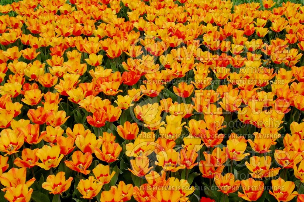Tulipa Flair (Single Early Tulip) 2 