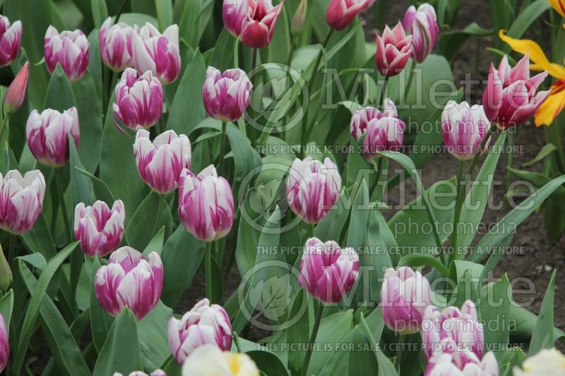 Tulipa Flaming Flag (Triumph Tulip) 1