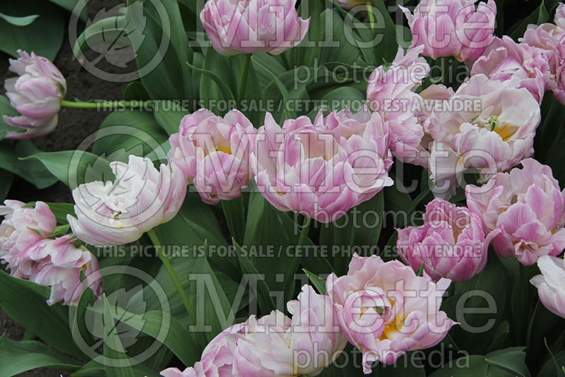 Tulipa Flamingo (Tulip) 1 