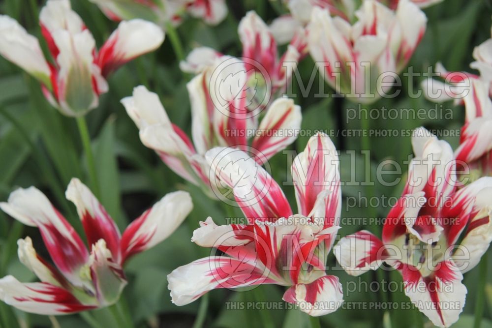 Tulipa Flaming Spring Green (viridiflora Tulip) 3 