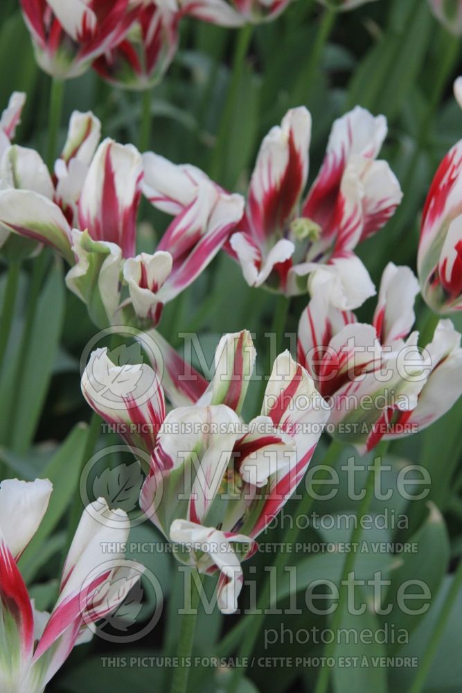 Tulipa Flaming Spring Green (viridiflora Tulip) 4 