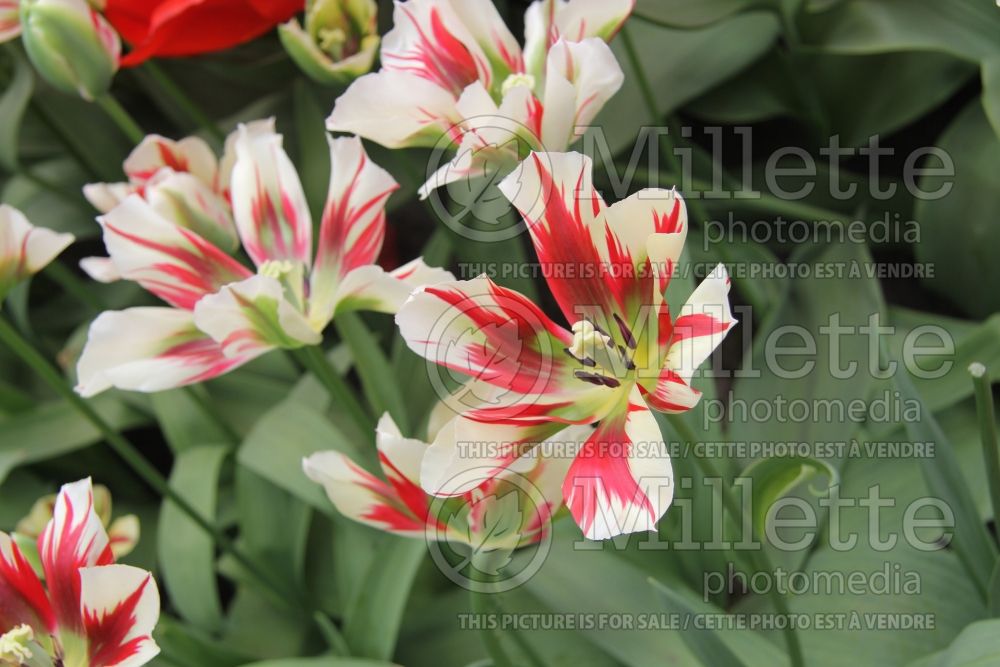 Tulipa Flaming Spring Green (viridiflora Tulip) 5 