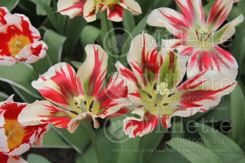 Tulipa Flaming Spring Green (viridiflora Tulip) 1 