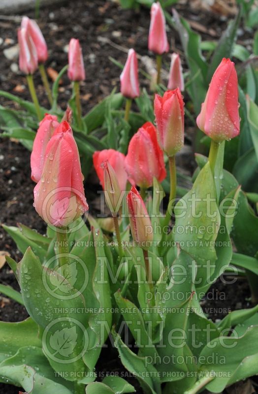 Tulipa Pink Emperor (Fosteriana Tulip) 1 