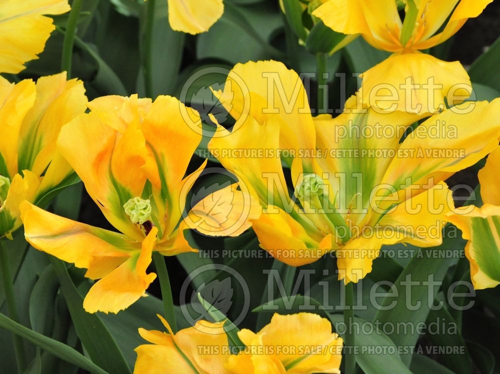 Tulipa Golden Artist (viridiflora Tulip) 1 