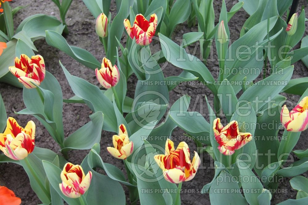 Tulipa Grand Perfection (Viridiflora Tulip) 2  