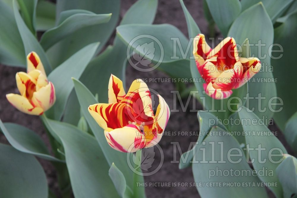 Tulipa Grand Perfection (Viridiflora Tulip) 3  