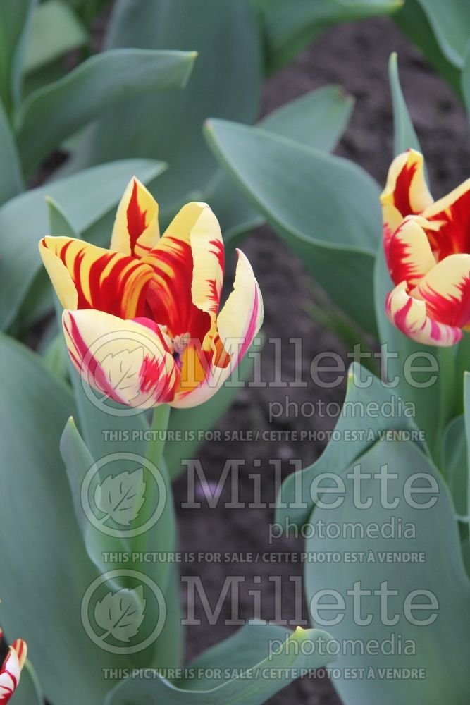 Tulipa Grand Perfection (Viridiflora Tulip) 4  