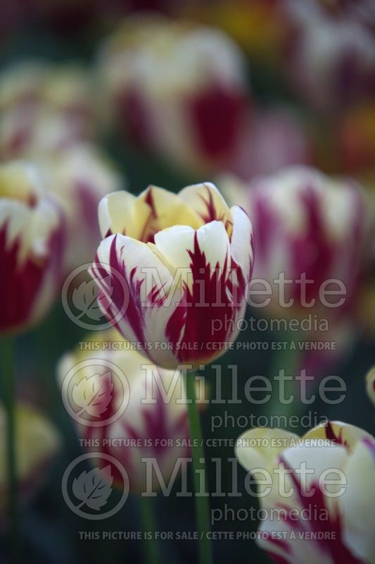 Tulipa Grand Perfection (Viridiflora Tulip) 1  