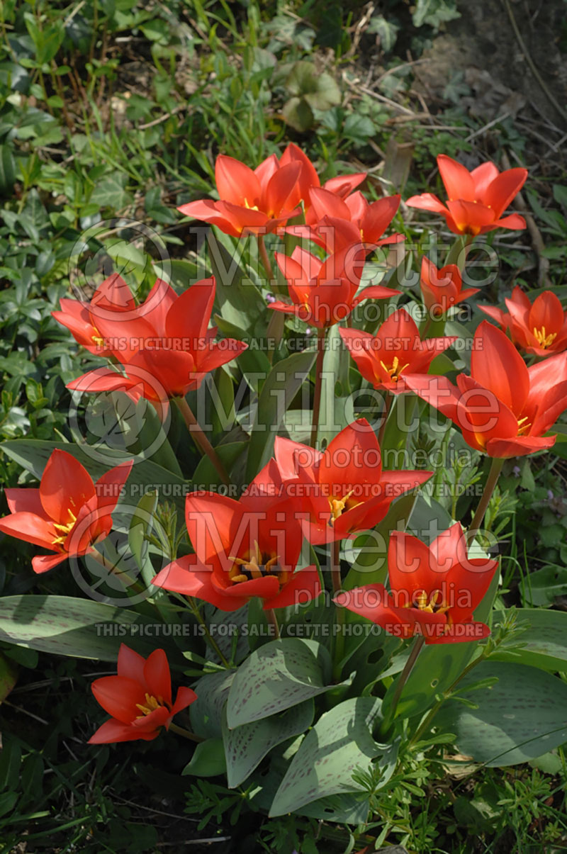 Tulipa Budapest (Tulip) 1 