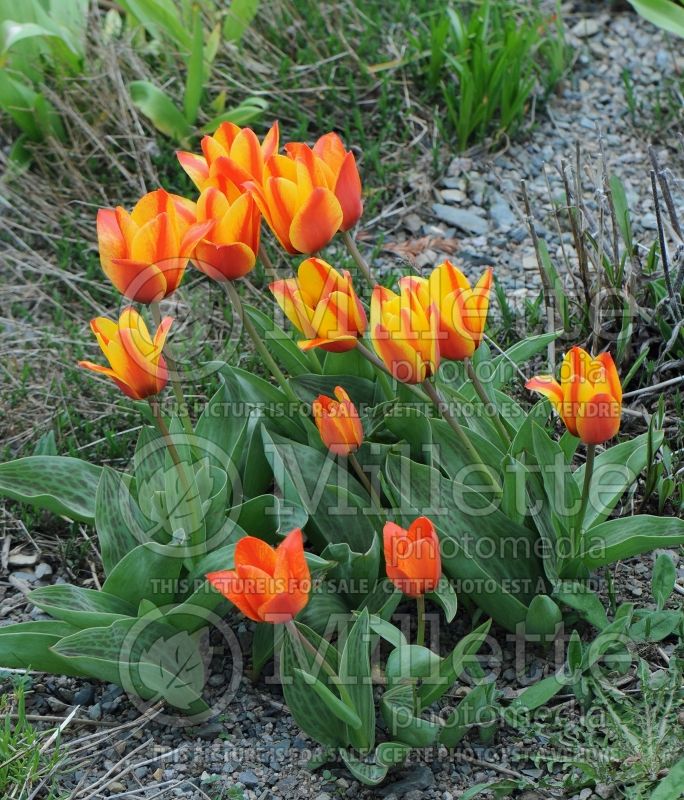 Tulipa Compostella (Tulip) 1 