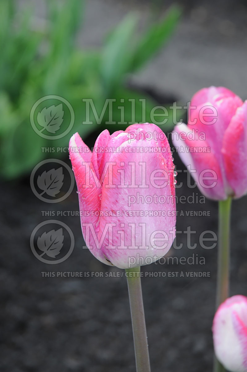 Tulipa Happy Family (Triumph Tulip) 1 