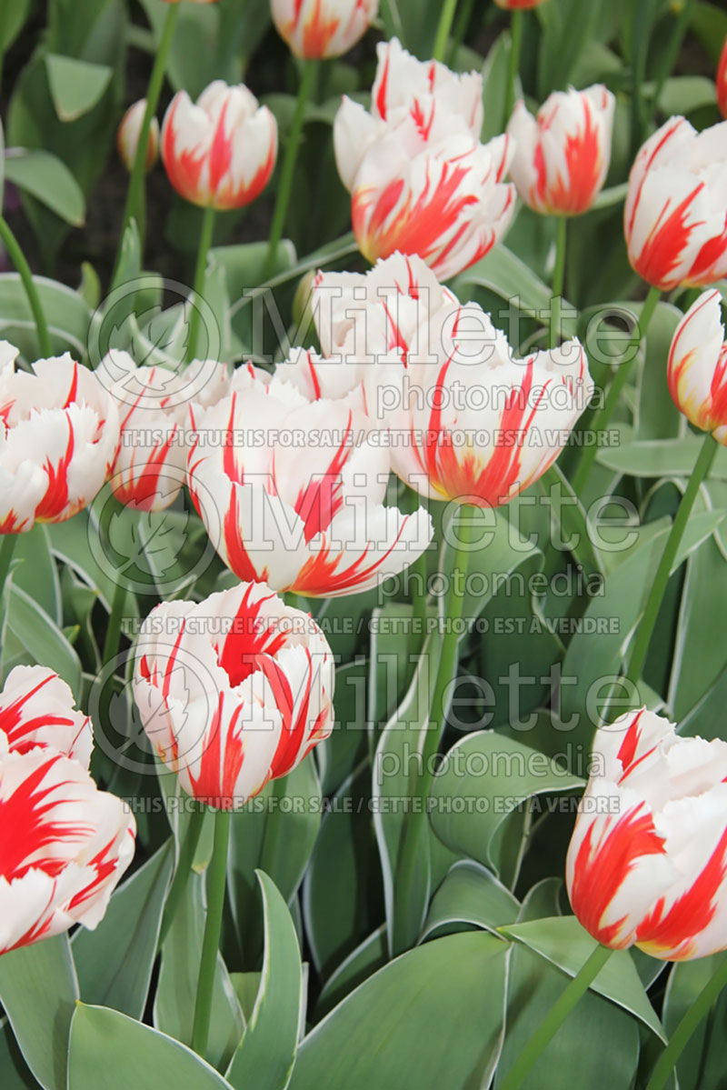 Tulipa Happy Generation (Tulip) 2