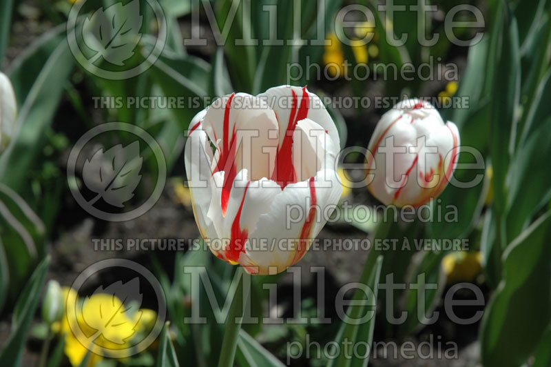 Tulipa Happy Generation (Tulip) 4