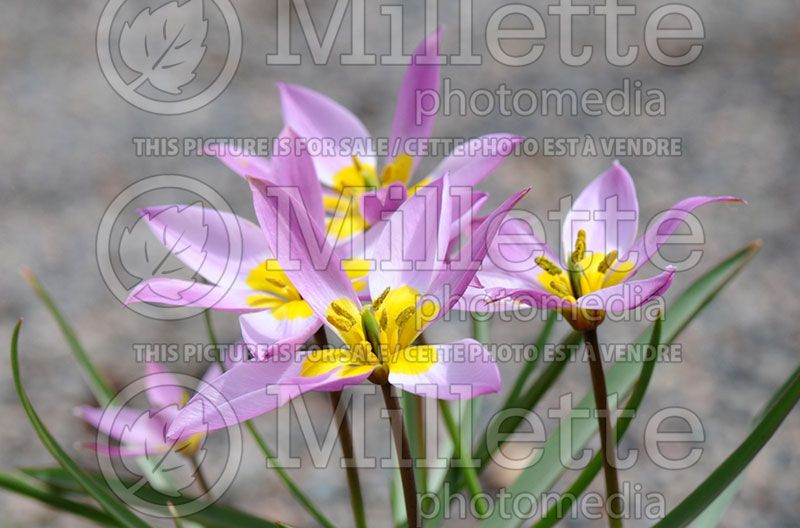 Tulipa humilis (Tulip)  2