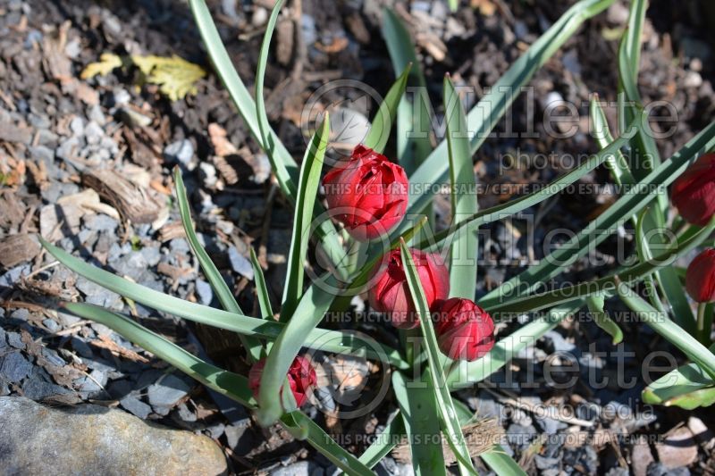 Tulipa Tete-a-Tete (Tulip) 1 