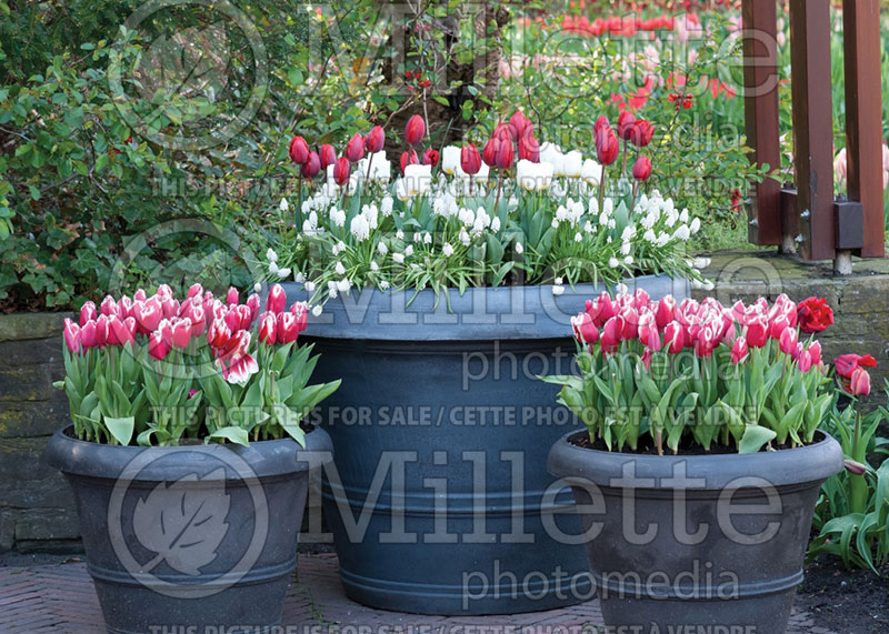 Pots with tulipa (Tulips in pots) 1  