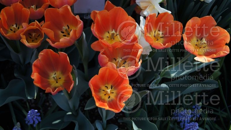 Tulipa Jimmy (Tulip) 1 