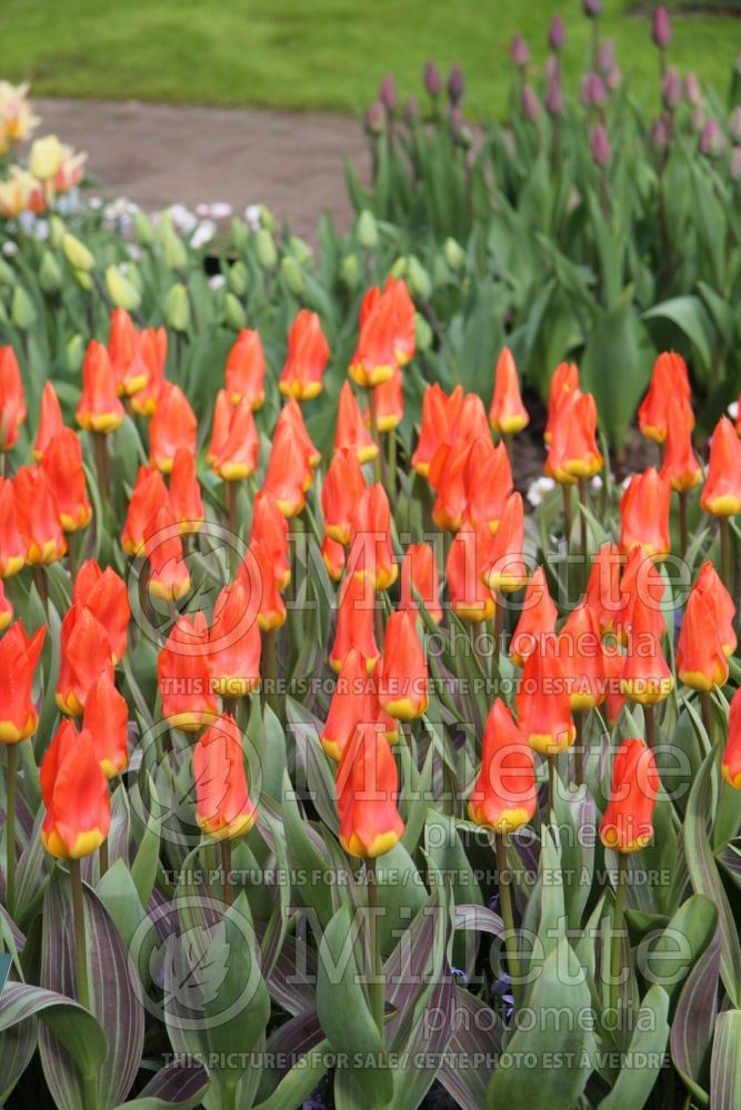 Tulipa Juan (Fosteriana Tulip) 5 