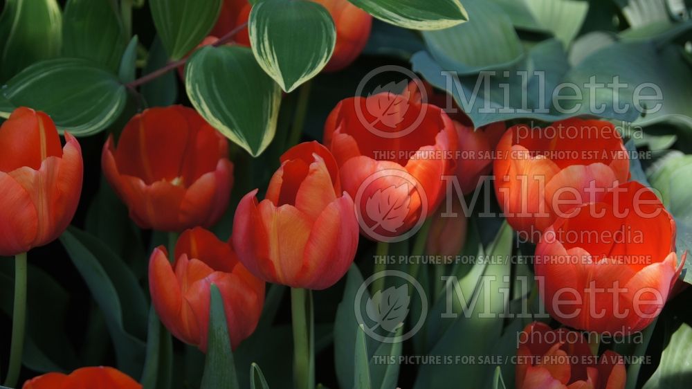 Tulipa Kingsblood (Tulip) 1 