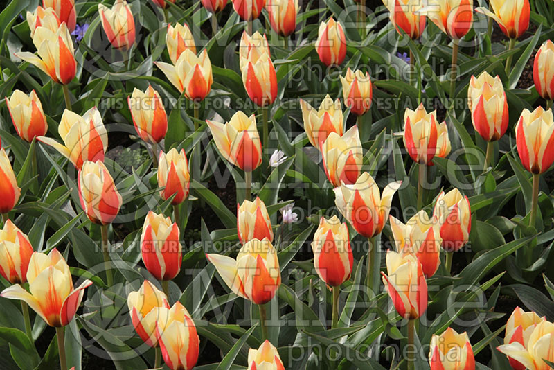 Tulipa Lady Diana (Tulip) 1