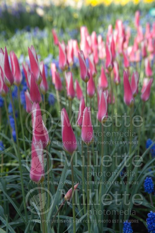 Tulipa Lady Jane (Tulip) 2 