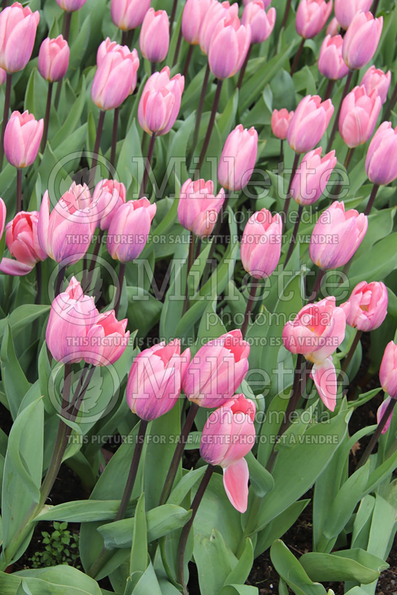 Tulipa Light and Dreamy (Tulip) 2 