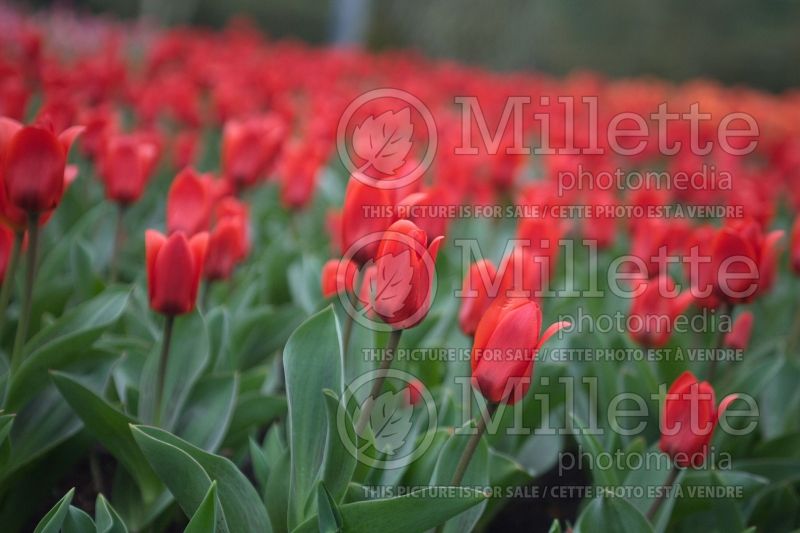 Tulipa Love Song (Kaufmanniana Tulip) 1