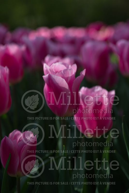 Tulipa Matchmaker (Tulip) 1 