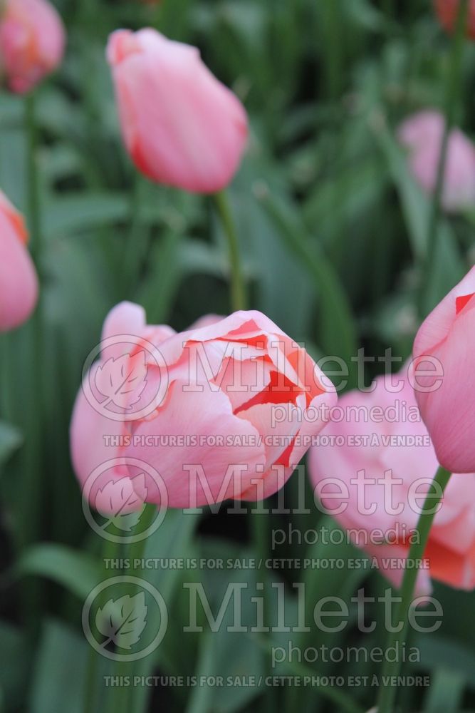 Tulipa Menton (Tulip) 1