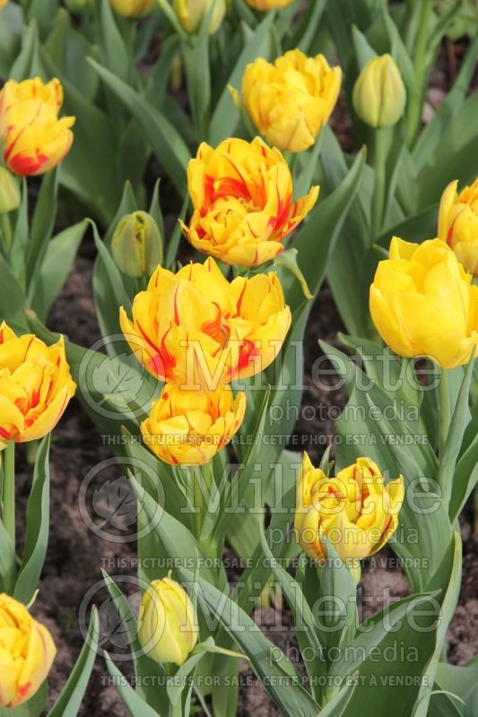 Tulipe Monsella (Tulip) 2 