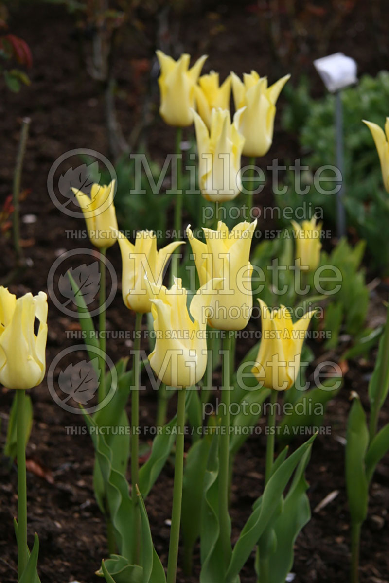 Tulipa Moonlight Girl (Tulip) 1