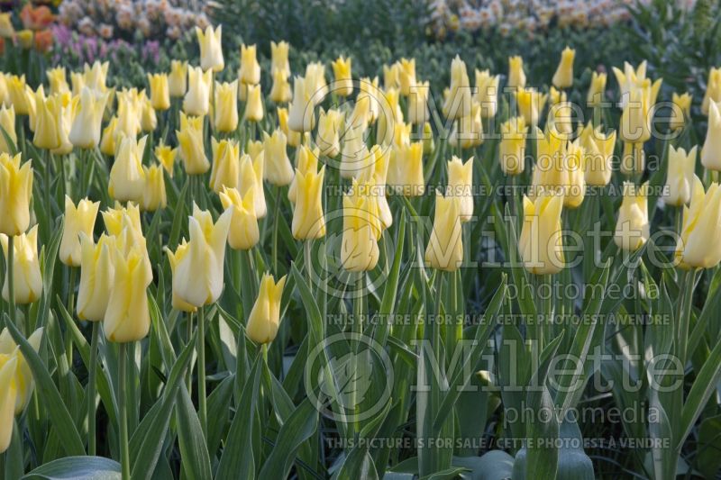 Tulipa Moonlight Girl (Tulip) 2