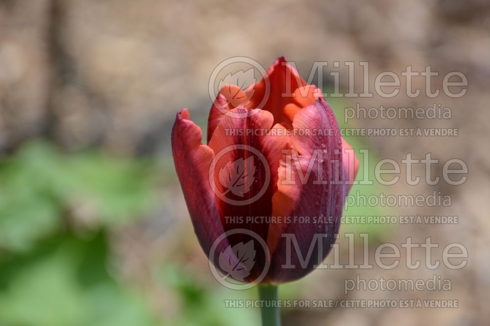 Tulipa Muvota (Tulip) 1 