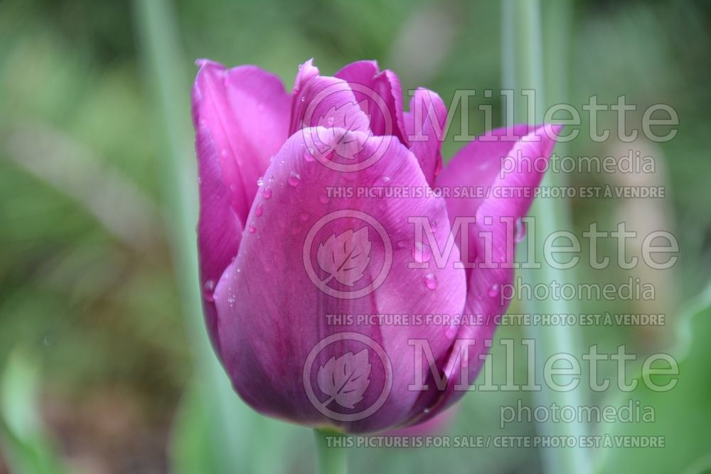 Tulipa Negrita (Triumph Tulip) 1 