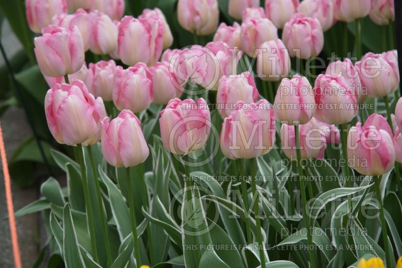 Tulipa New Design (Tulip) 3 