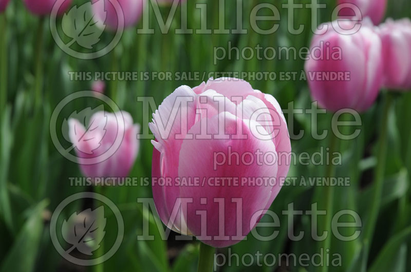 Tulipa Ollioules (Tulip) 2 